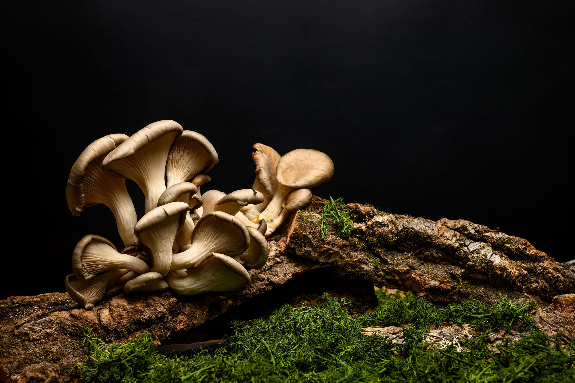 Golden Oyster mushrooms.
