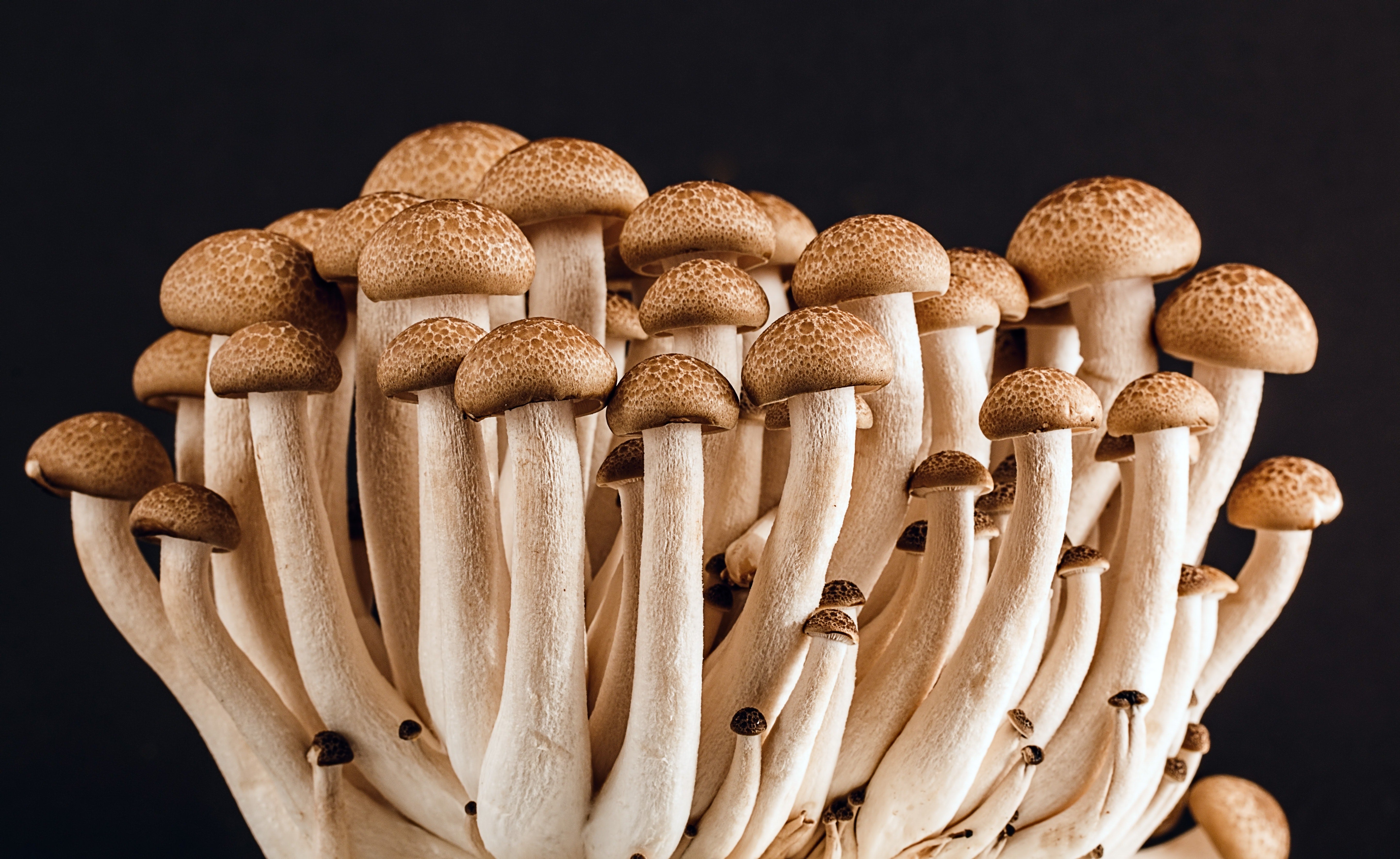 Mushrooms that can help with depression.