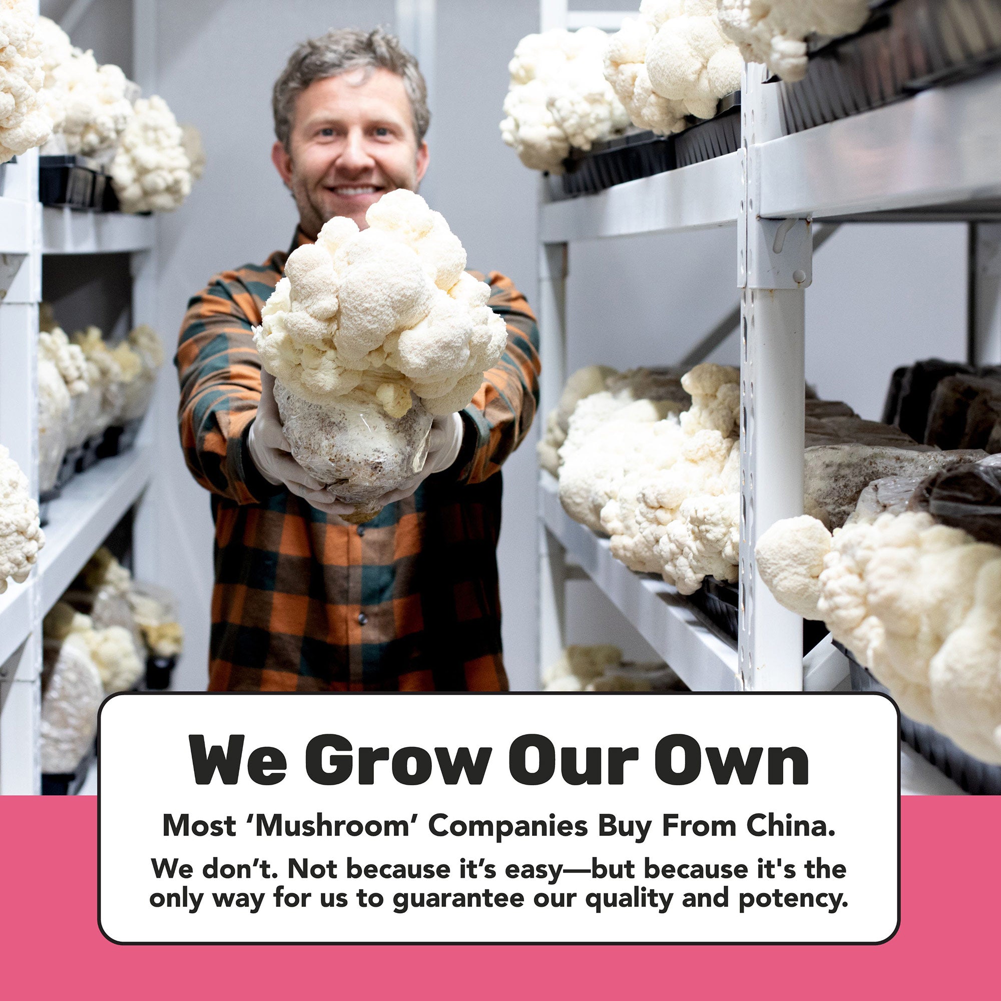 Lion's Mane Mushroom Capsules