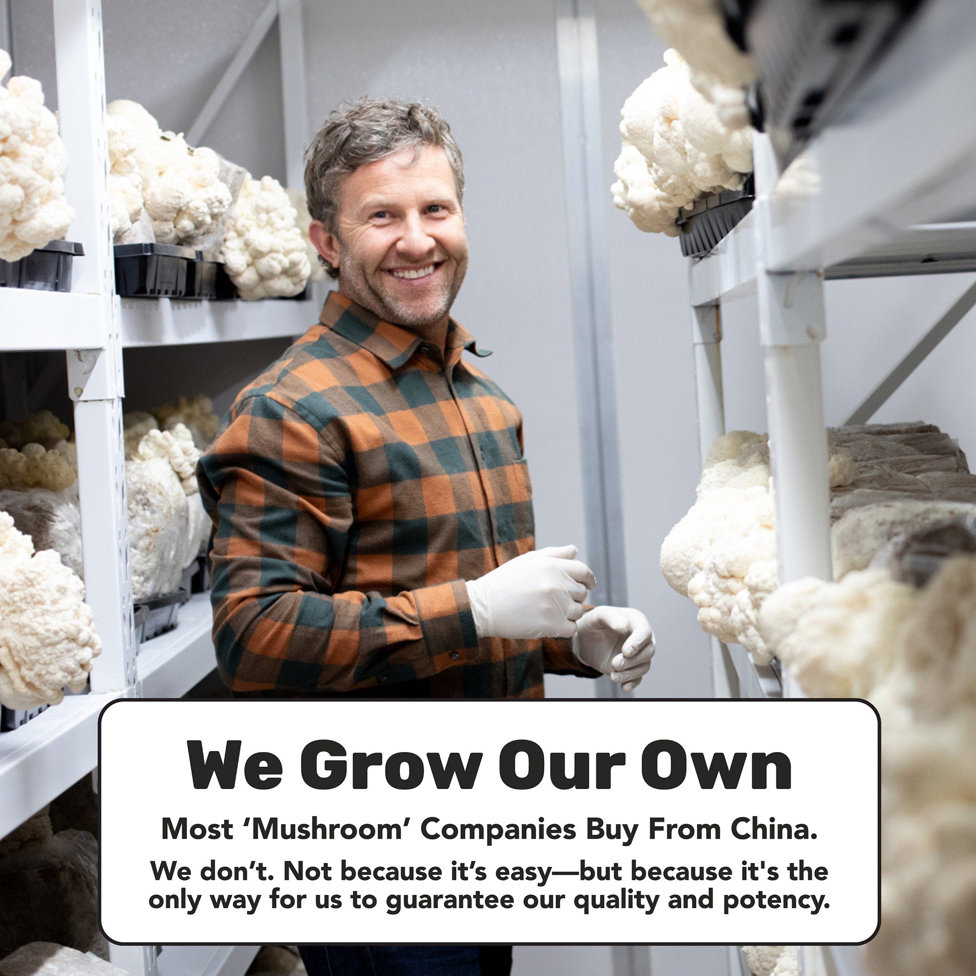 Reishi Mushroom Capsules