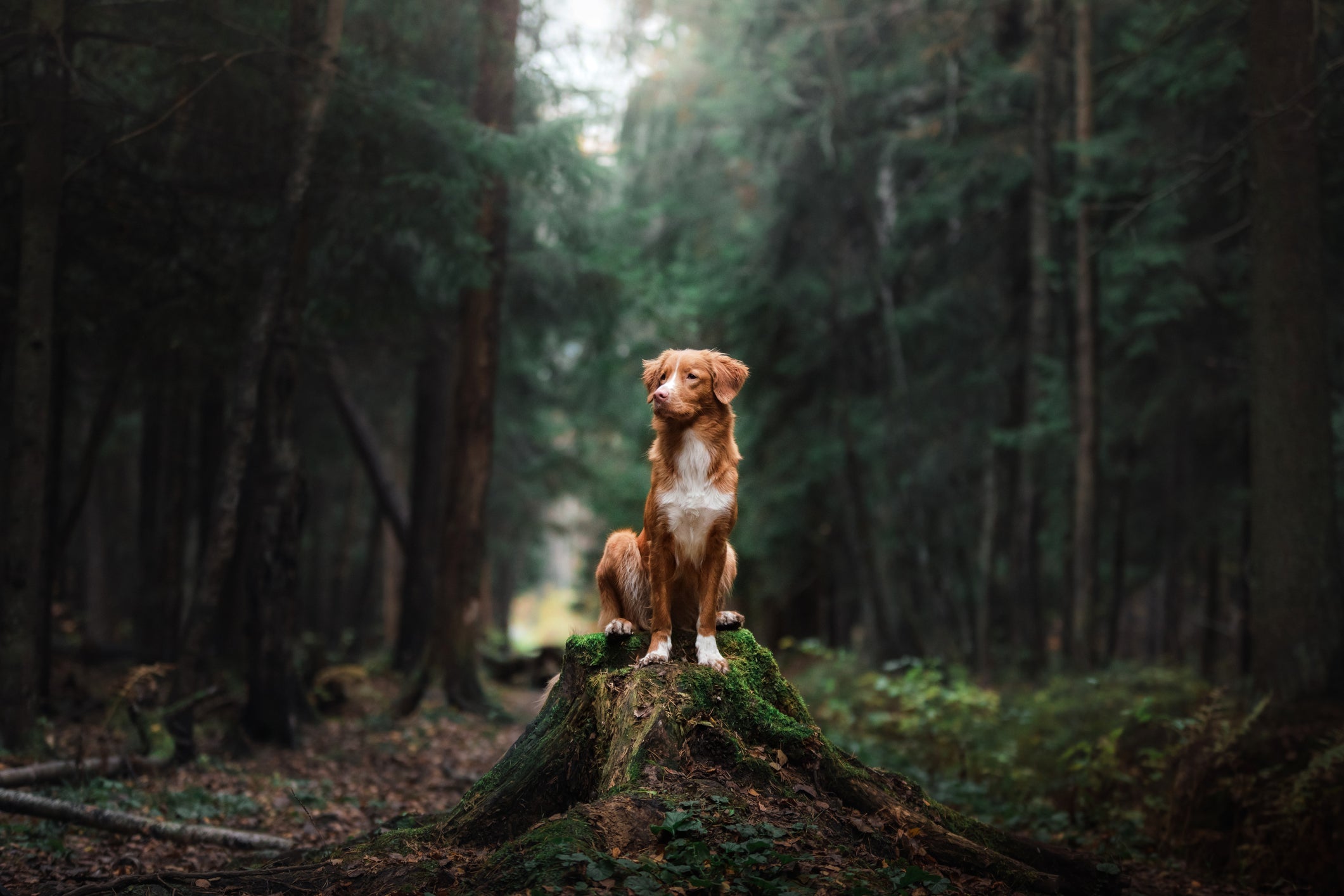 Can Dogs Eat Lion's Mane Mushroom?