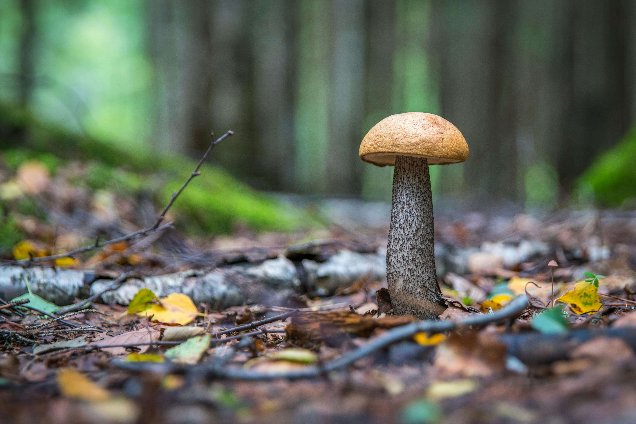 Exploring the Hidden World of Mushrooms: A Comprehensive Guide to Mushroom Anatomy