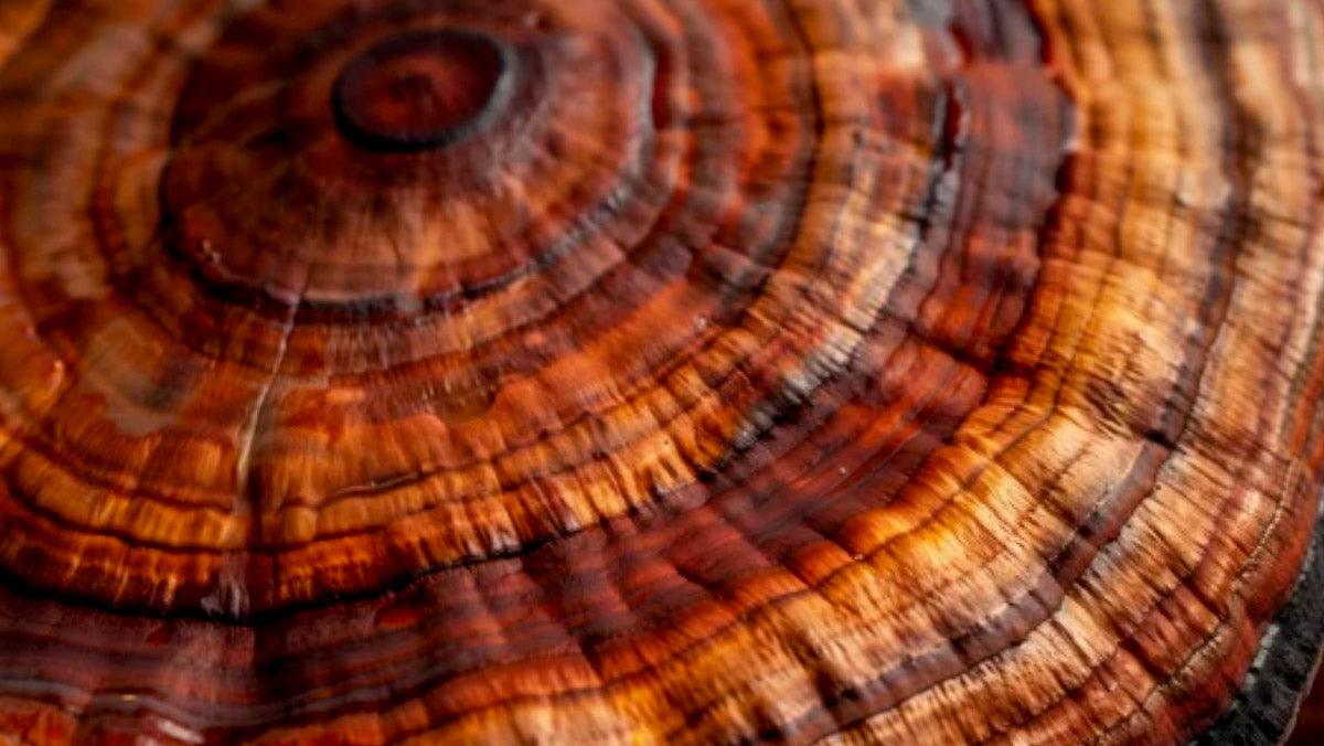 Can Reishi Really Help With Fatigue? What an 8-Week Clinical Trial Found