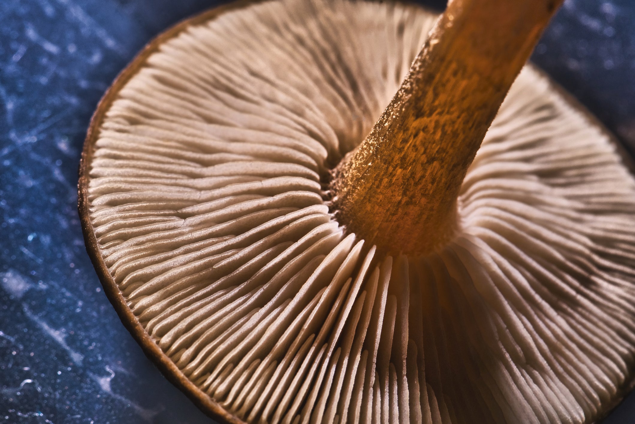 A Step-by-Step Guide to Creating Mushroom Spore Prints
