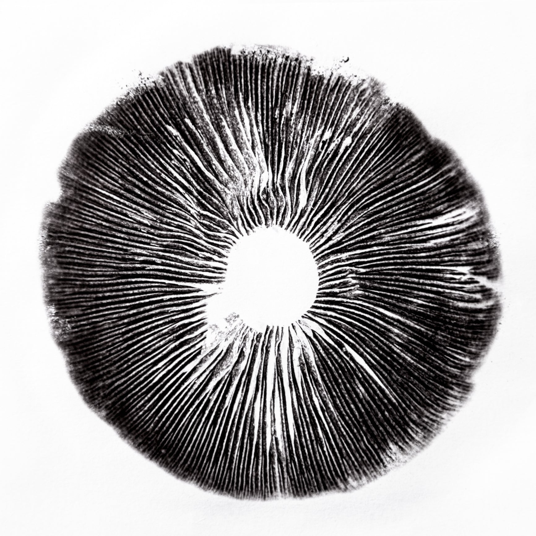 What Is Mushroom Cloning? A Beginner’s Guide to Getting Started