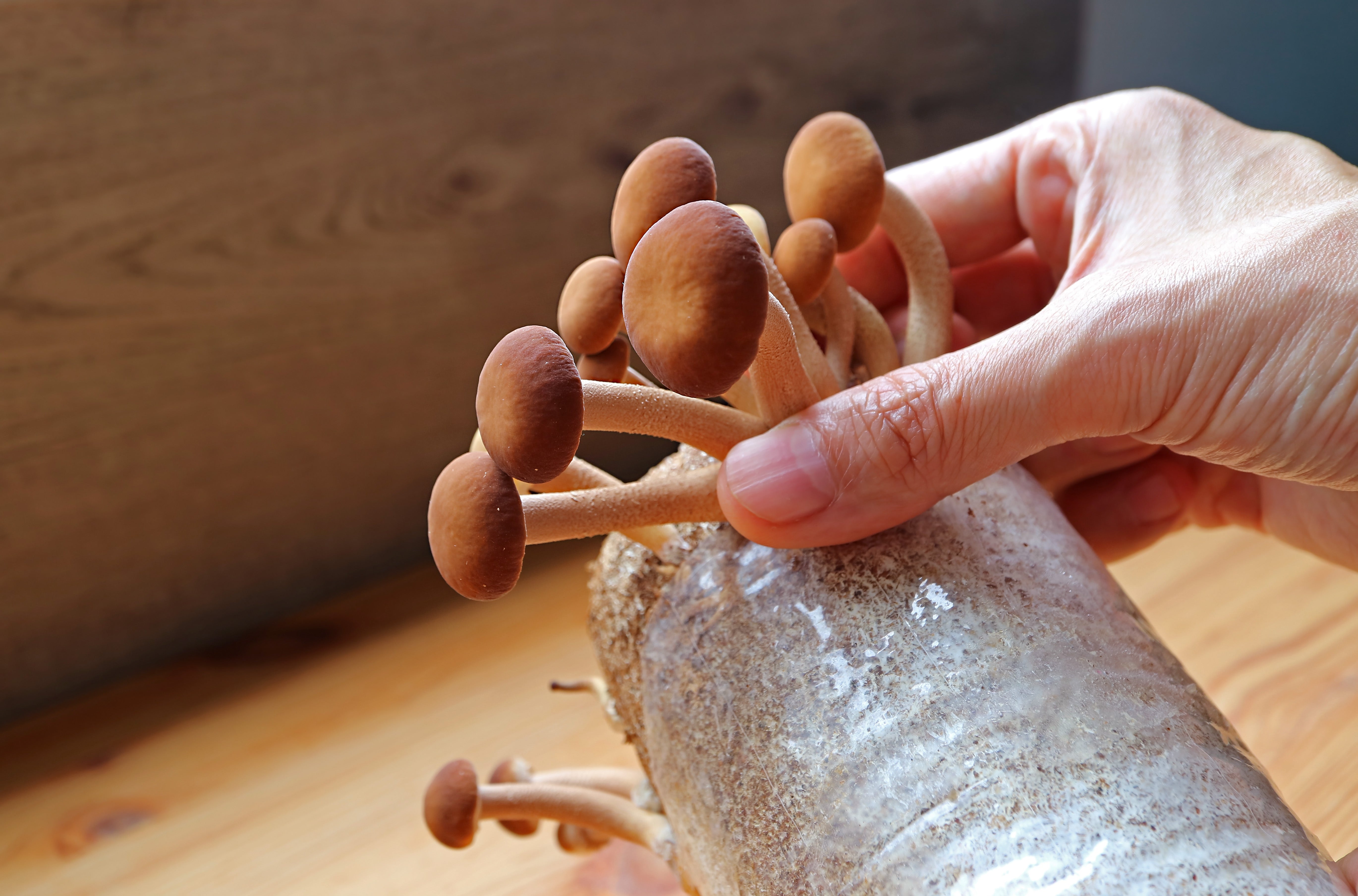 Mushroom growing from a kit. 