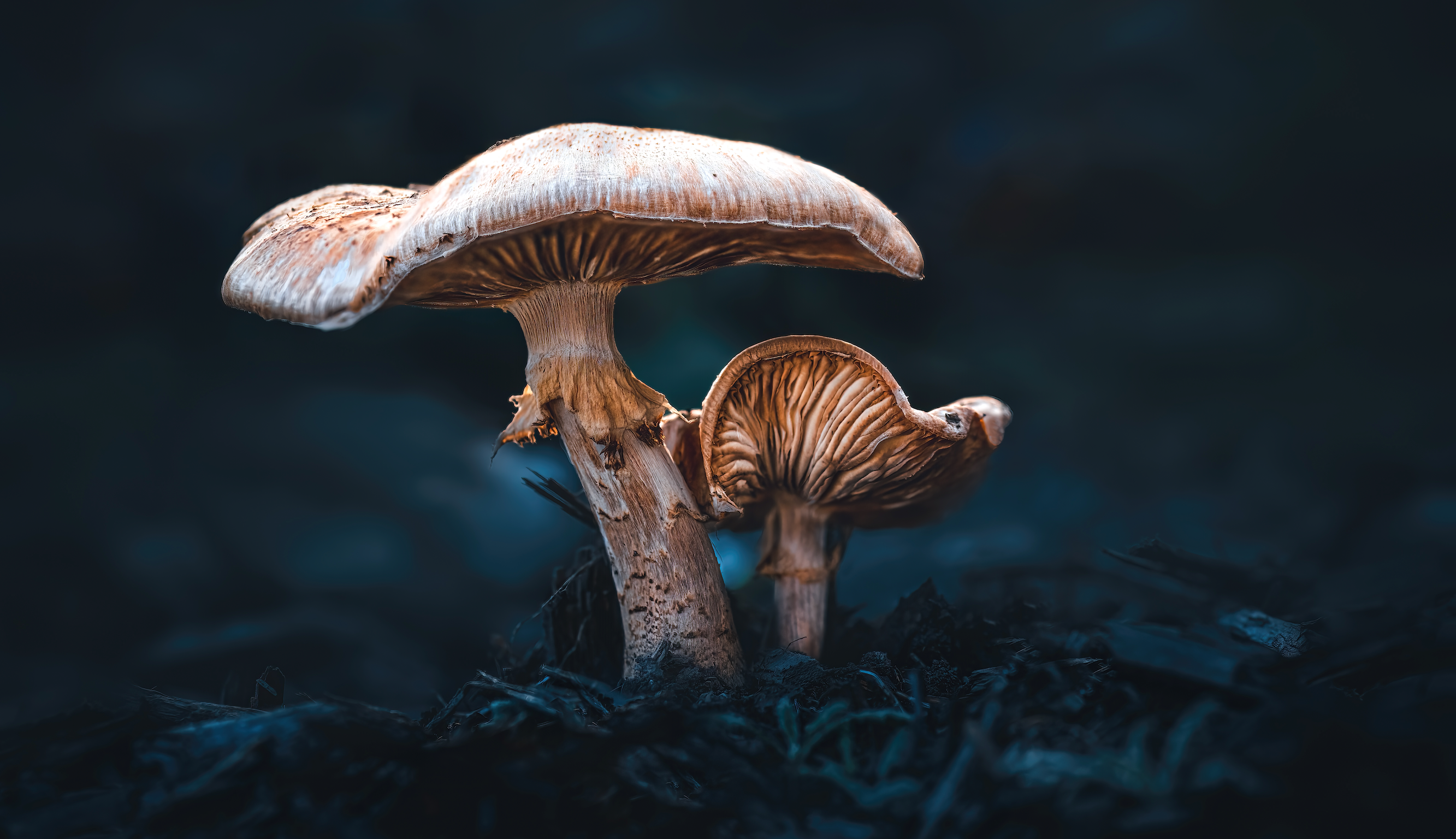 a photo of a mushroom