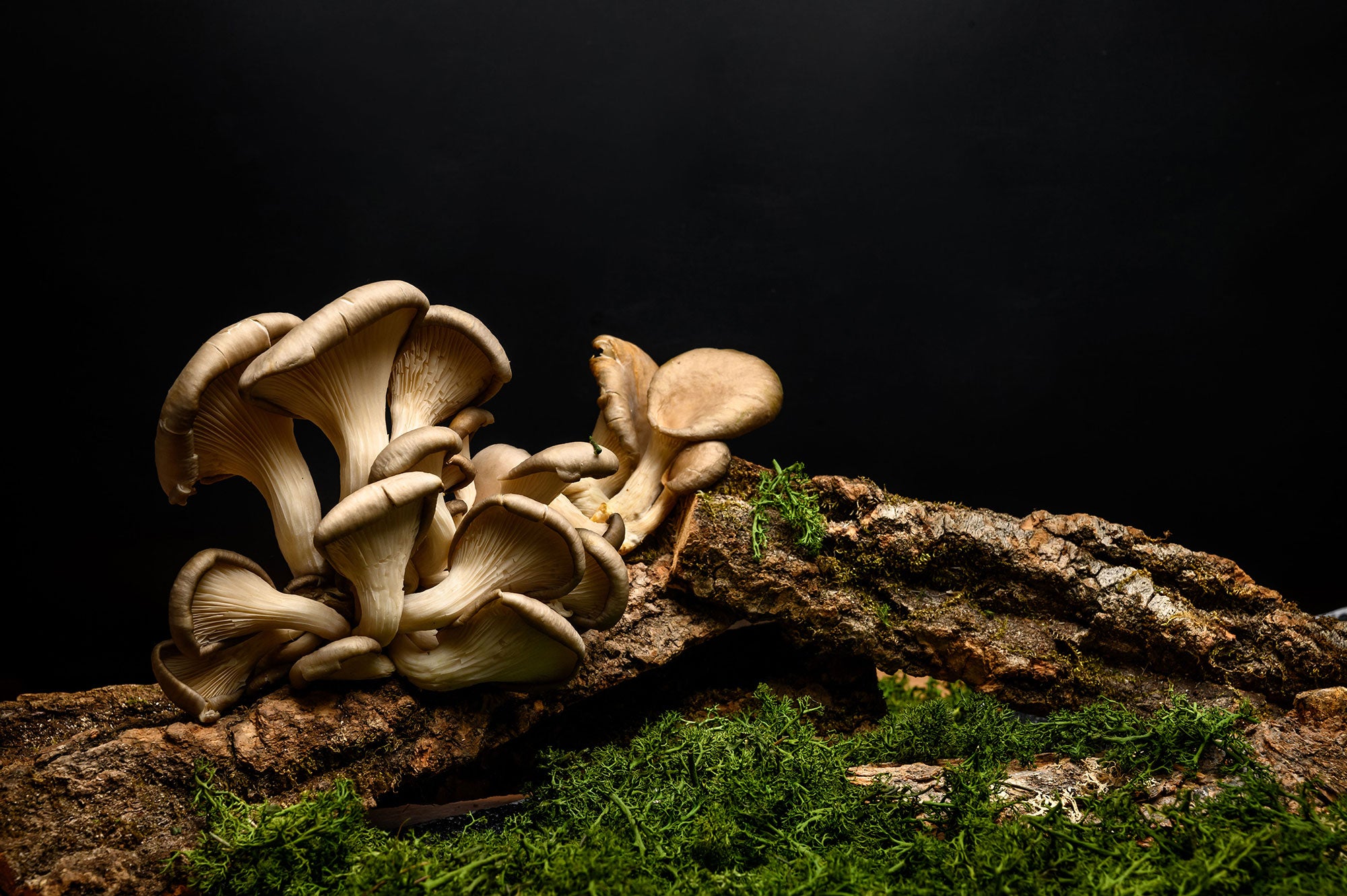 Golden Oyster mushrooms. 