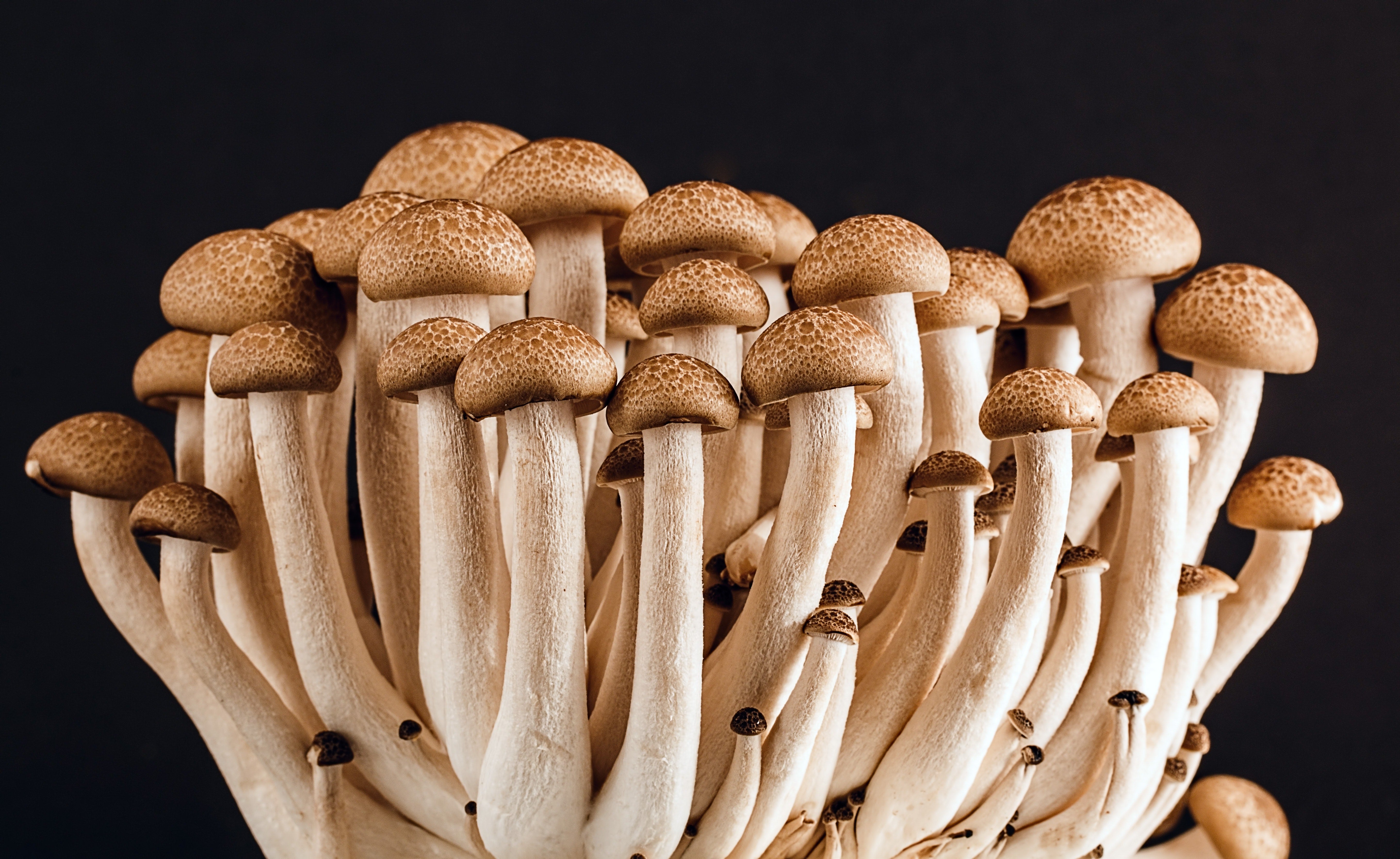 Mushrooms that can help with depression. 