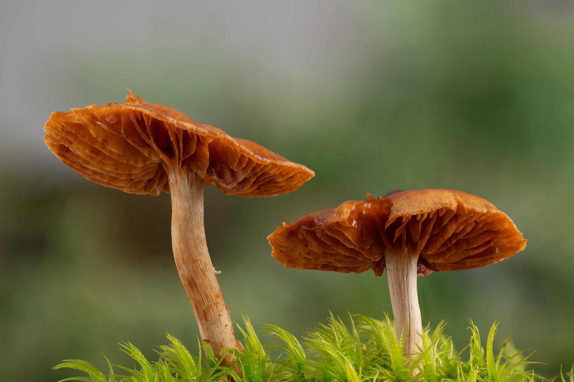 Adaptogenic Mushrooms: What are They, and What are the Benefits?