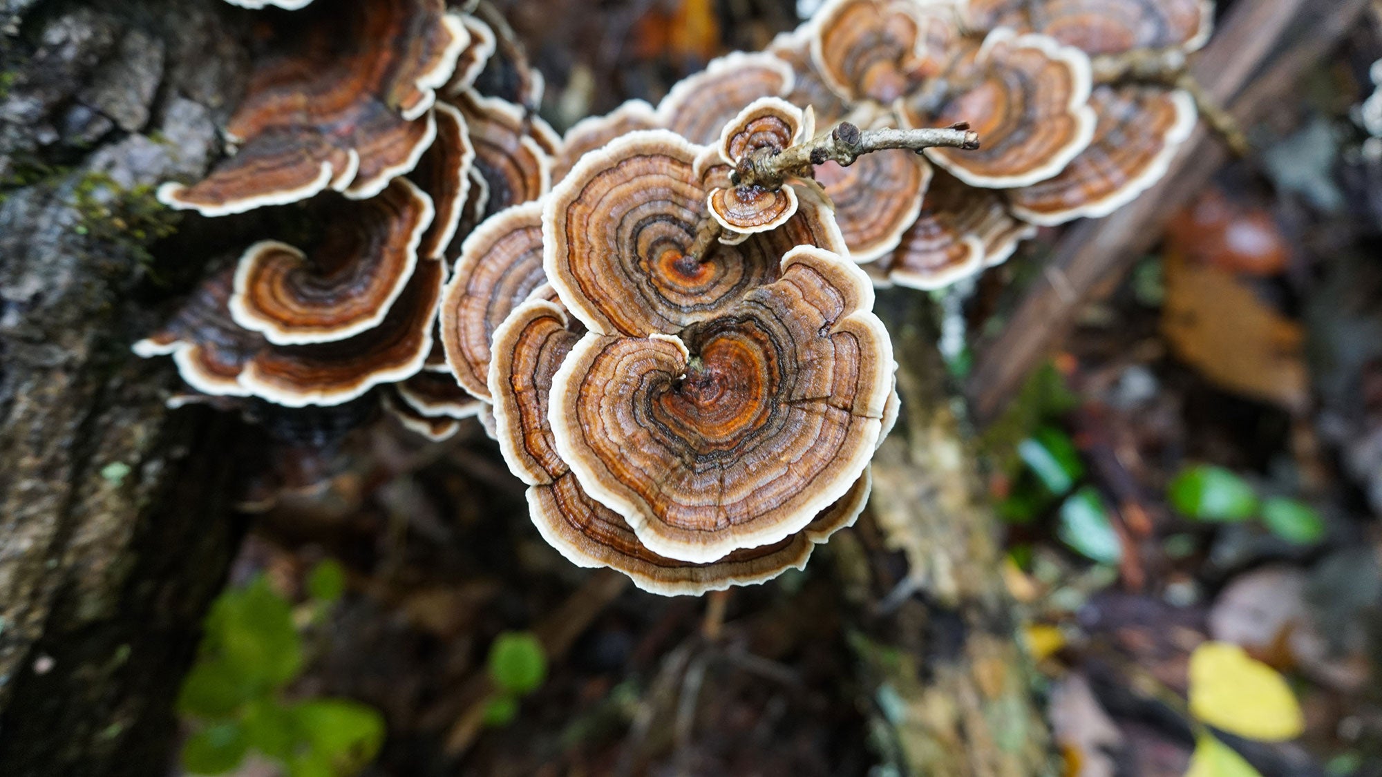 Mushroom Learning Center: Turkey Tail