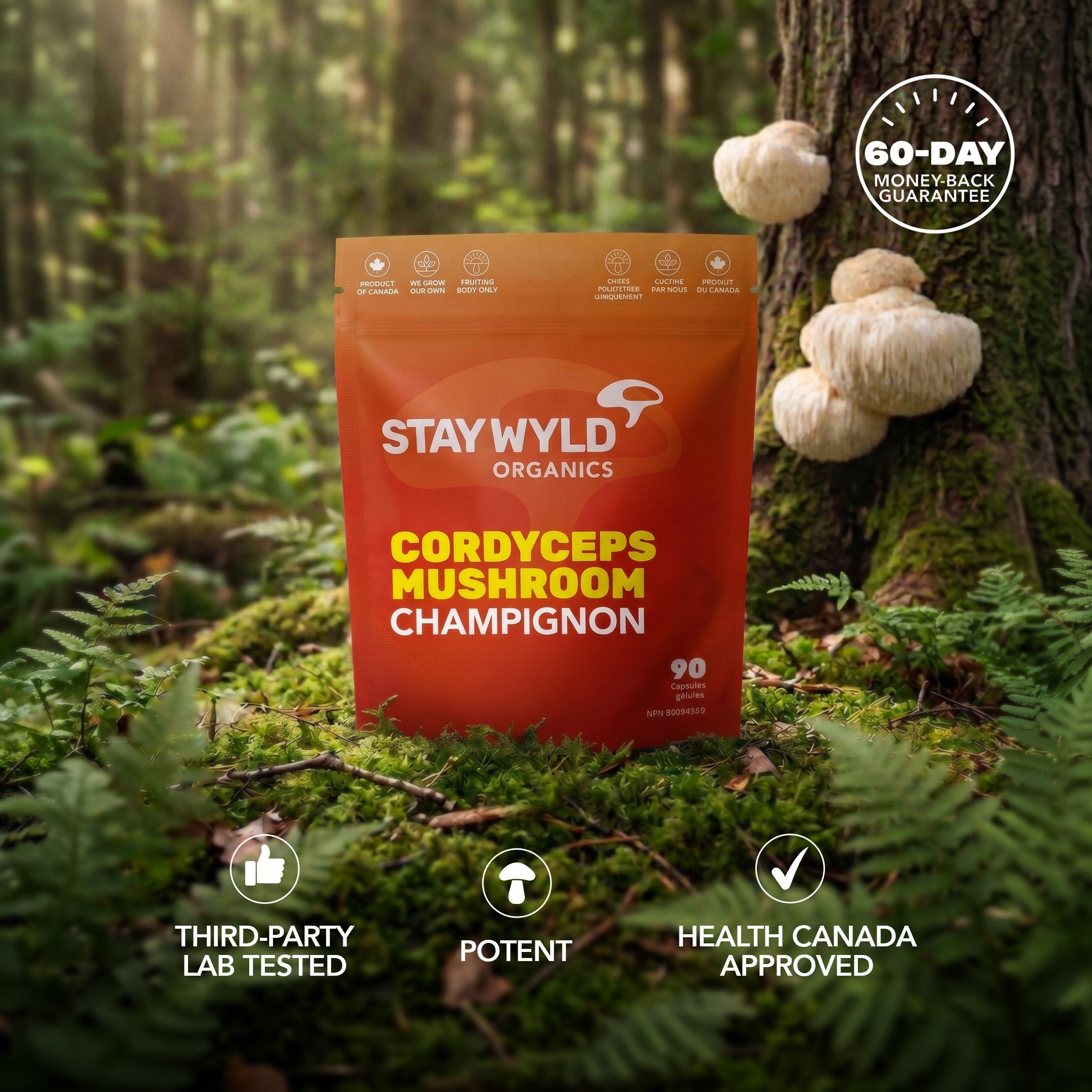 Gélules de champignons Cordyceps