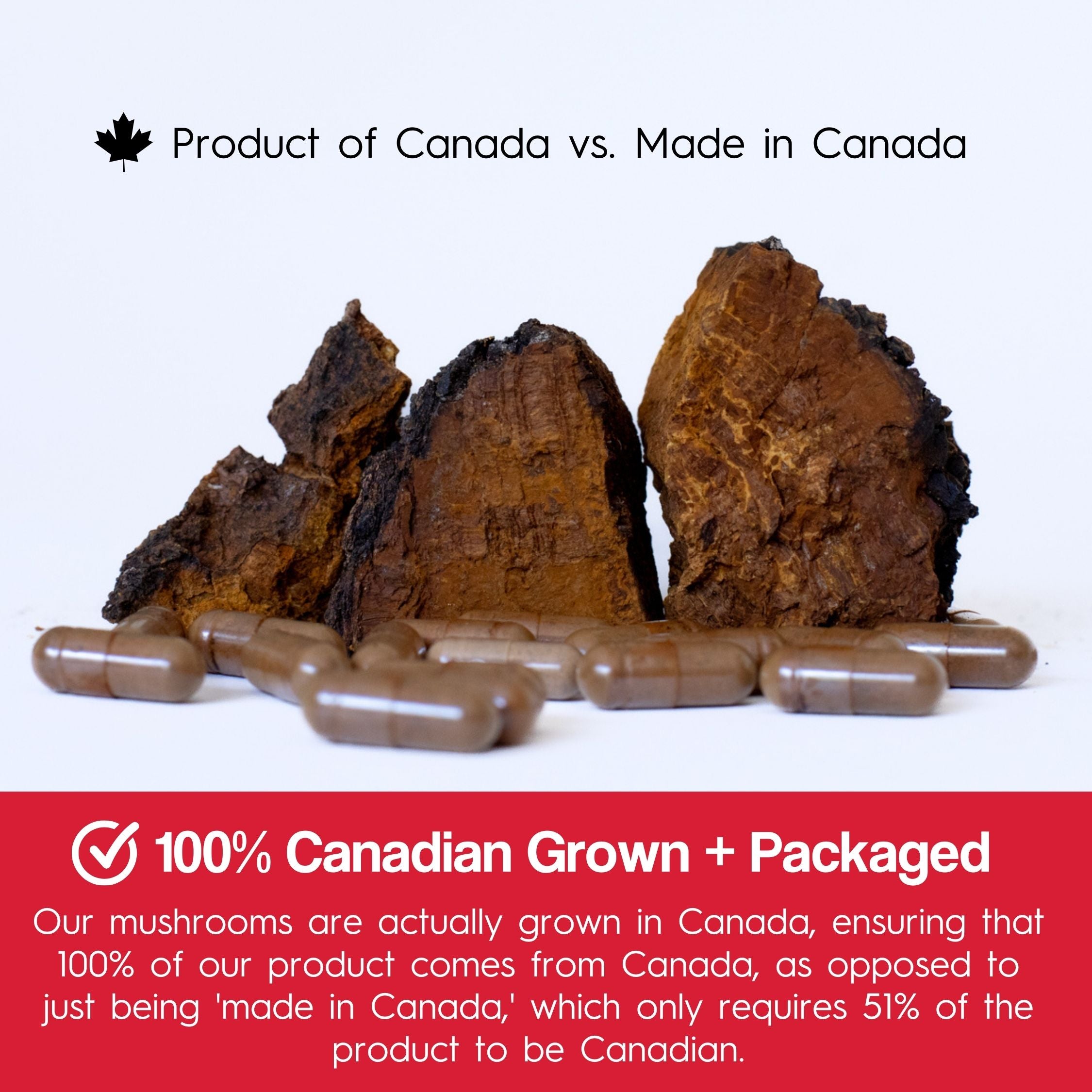 Gélules de champignon Chaga