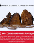 Gélules de champignon Chaga