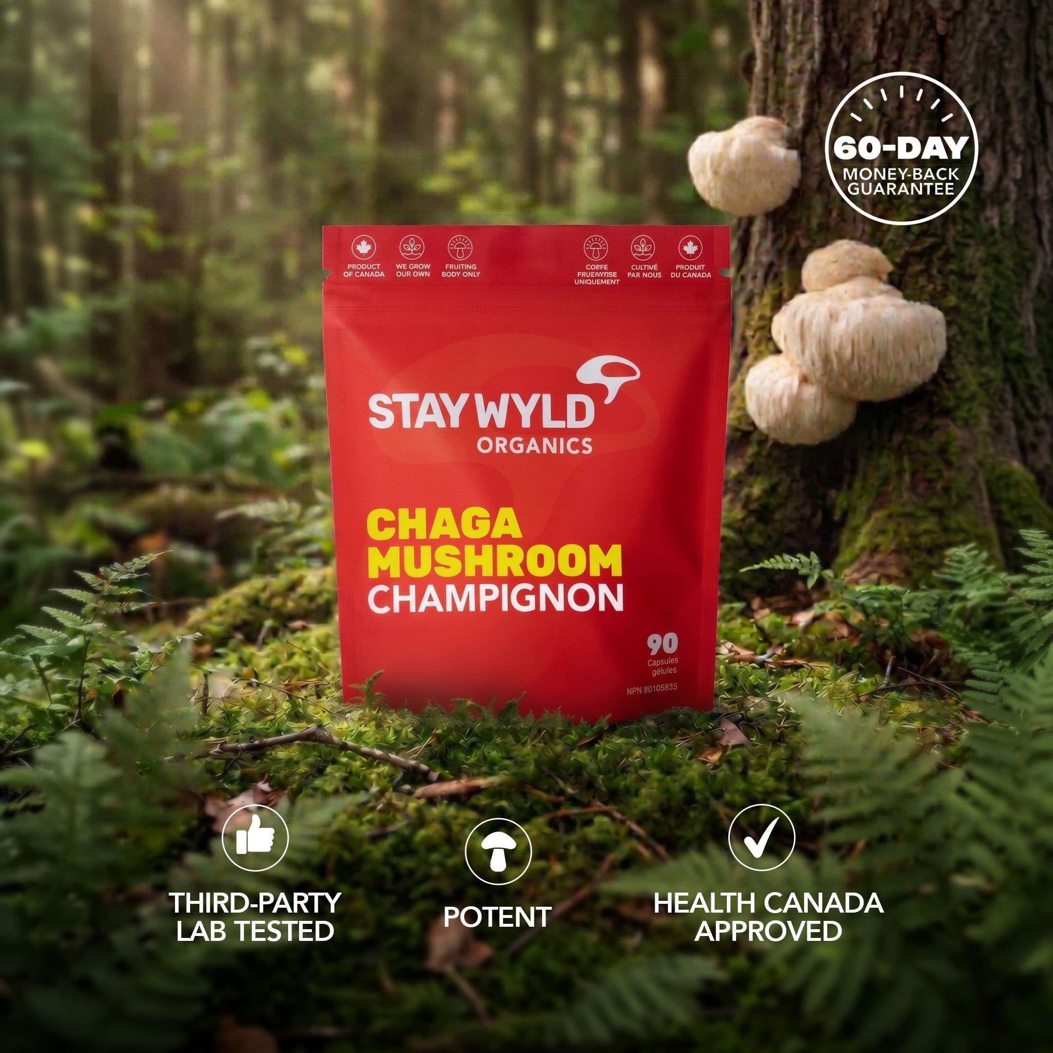 Gélules de champignon Chaga