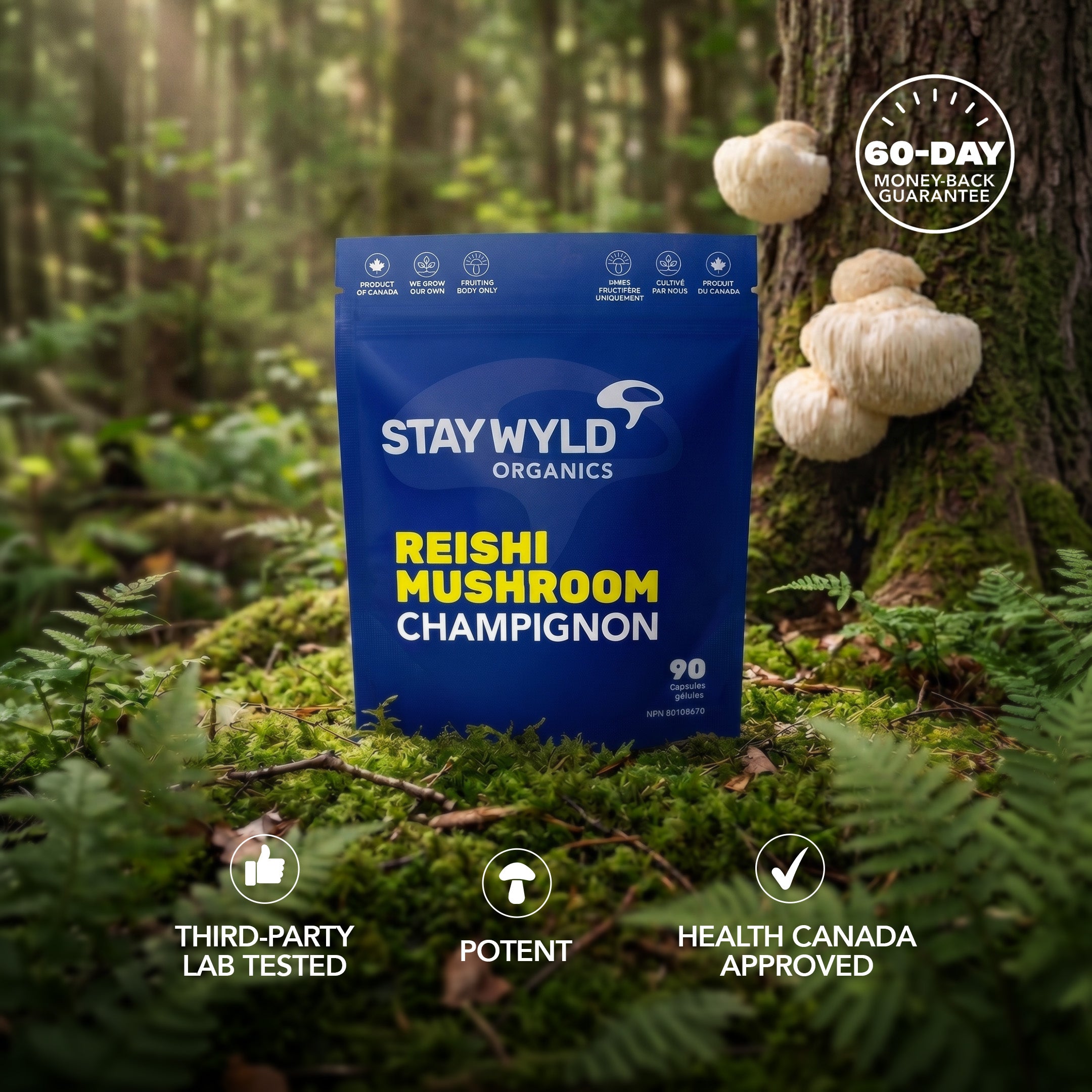 Gélules de champignons Reishi