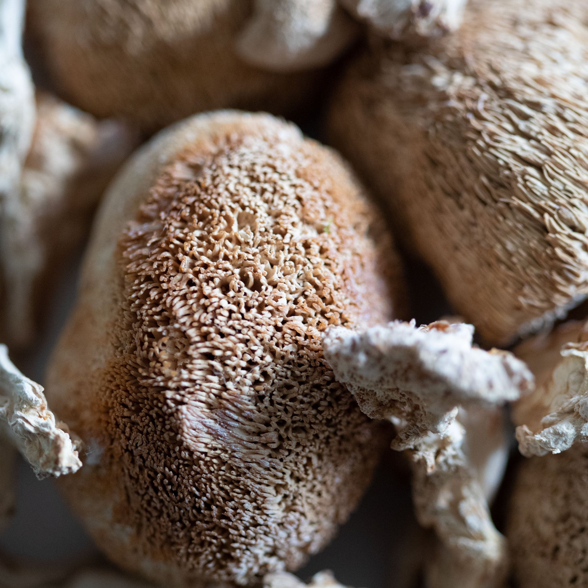 Poudre de champignon crinière de lion