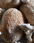 Poudre de champignon crinière de lion